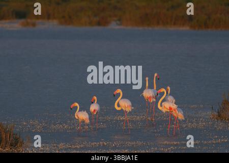 Greater Flamingo (Phoenicopterus roseus), Cota Donana, Spanien, Europa Stockfoto