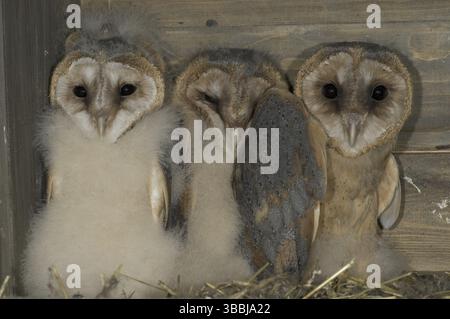 Westliche Scheuneneule (Tyto alba) juvenile, Sachsen, Deutschland, Europa Stockfoto