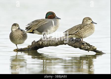 Grün-flügeliges Teal (Anas carolinensis) weiblich, Texas, USA, Nordamerika Stockfoto
