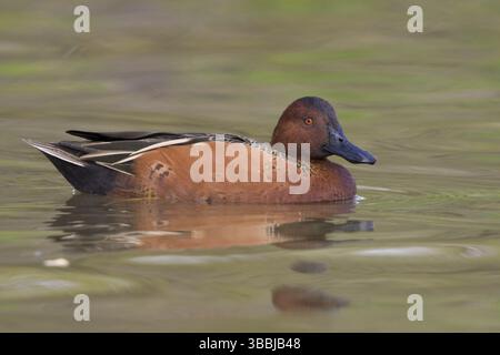 Zimt-Teal (Spatula cyanoptera) männlich, Texas, USA, Nordamerika Stockfoto
