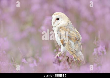 Wildtiere Frühling Kunstszene aus der Natur mit Vogel. Schöne Naturlandschaft mit Eule und Blumen. Scheune Owl in hellrosa Blüte, klarer Vorder- und Hintergr Stockfoto