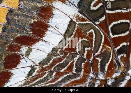 Charaxes jasius-Two-tailed Pasha - Erdbeerbaumfalter, Bosnien-Herzegowina, Imago Stockfoto