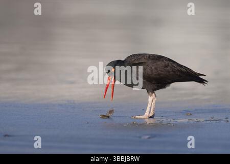Schwarzer Austernfänger (Haematopus bachmani), der an Land auf der Suche ist, Kalifornien, USA, Nordamerika Stockfoto