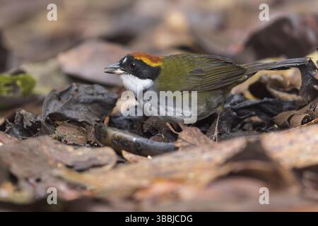 Arremon brunneinucha (Arremon brunneinucha) füttert auf dem Waldboden in Kolumbien, Südamerika Stockfoto