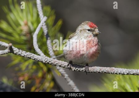 Liter Redpoll - Alpen-Birkenzeisig - Carduelis Cabarett, Slowakei, Erwachsene männlich, Europa Stockfoto