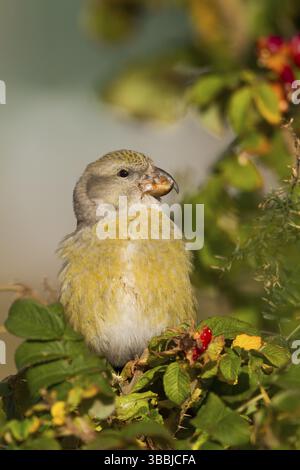 Parrot Gegenwechsel - Kiefernkreuzschnabel - Loxia pytyopsittacus, Deutschland. Weibliche Stockfoto