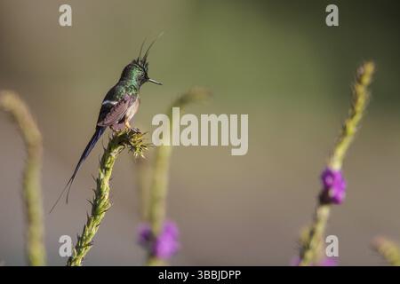 Dornschwanz (Popelairia popelairii) mit Drahtschwanz auf einem Zweig im Manu-Nationalpark, Peru, Südamerika Stockfoto