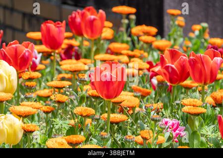 Farbenfrohe Tulpen und Ringelblumen blühen im Frühlingsgarten Stockfoto
