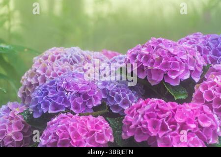 Hortensie Blumen in Blüte an einem regnerischen Nebelmorgen Stockfoto