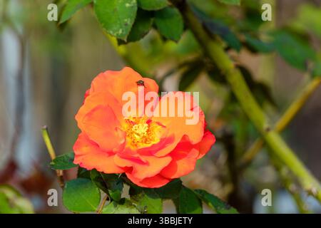 Leuchtende Orange Rose in voller Blüte mit einem kleinen Insekten auf Blütenblättern Stockfoto