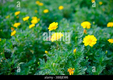 Leuchtende gelbe Ringelblumen blühen im üppigen grünen Garten Stockfoto