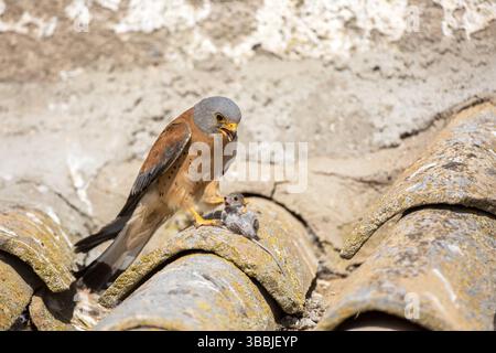 Kleiner Kestrel (Falco naumanni) männlich auf einem Dach mit Mäusebeute, Kastilien-La Mancha, Spanien, Europa Stockfoto