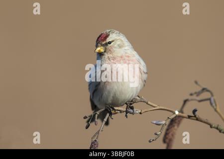 Arctic Redpoll (Acanthis hornemanni) thront auf einem Ast, Niederlande Stockfoto