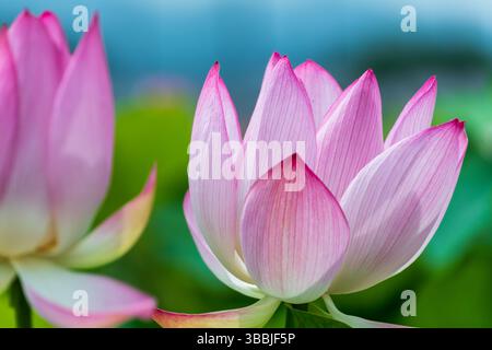 Elegante rosafarbene Lotusblüten in voller Blüte vor einem weichen grünen Hintergrund Stockfoto
