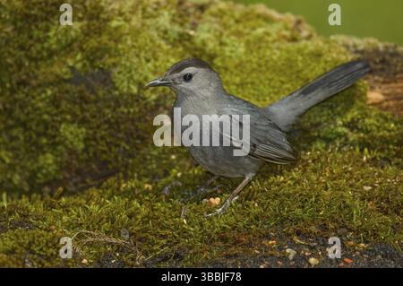 Grauer Katzenvogel (Dumetella carolinensis) auf moosigem Boden, Texas, USA, Nordamerika Stockfoto