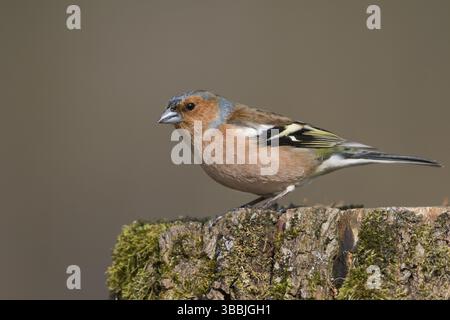 Buchfink - Fringilla coelebs ssp. Coelebs, Deutschland, Erwachsene männlich, Europa Stockfoto