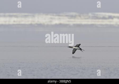 Pacific Loon (Gavia pacifica) Fliegen, Manitoba, Kanada, Nordamerika Stockfoto