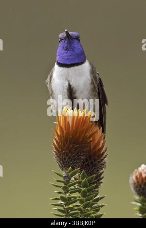 Ecuadorian Hillstar (Oreotrochilus chimborazo), Ecuador, Südamerika Stockfoto