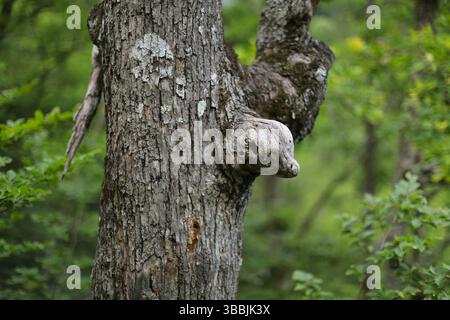 Seltsame Details an einem Baum im Wald Stockfoto