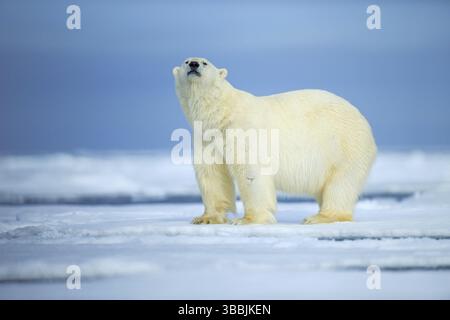 Eisbär, gefährlich aussehendes Tier auf dem Eis mit Schnee in Nordrussland Stockfoto
