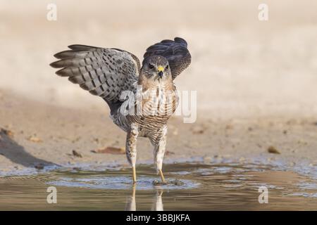 Levant Sparrowhawk (Accipiter brevipes) in einem Wasserloch, Eilat, Israel, Asien Stockfoto