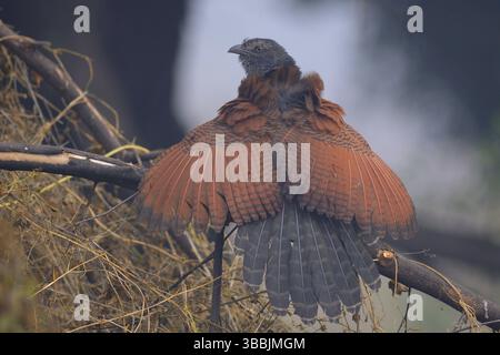 Greater Coucal (Centropus sinensis), Indien, Asien Stockfoto