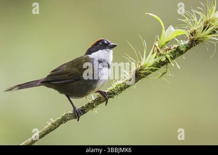 Brush-Finch (Arremon brunneinucha) mit Kastaniendeckel auf einem Zweig in Costa Rica Stockfoto