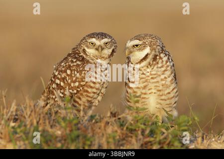 Burrowing Owl (Athene cunicularia) Paar, Florida, USA, Nordamerika Stockfoto
