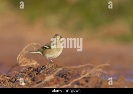 Buchfink - Fringilla coelebs ssp. Coelebs, Deutschland, 1. cy weiblich, Europa Stockfoto