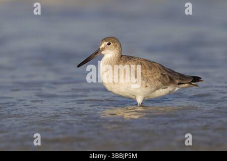 Willet (Tringa semipalmata), Florida, USA, Nordamerika Stockfoto
