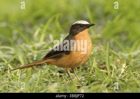 Weißgekrönter Robin-Chat (Cossypha albicapillus), Gambia, Afrika Stockfoto