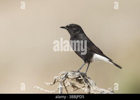Trauer-Wheatear (Oenanthe lugens warriae) auf einem Zweig im Arava-Tal, Israel, Asien Stockfoto