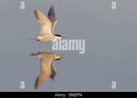 Flussseeschwalbe, Fluss-Seeschwalbe, Flussseeschwalbe, Tern, Sterna hirundo, Sterne pierregarin, Charran Comun Stockfoto