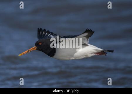 Eurasischer Austernfänger (Haematopus ostralegus) fliegt, Schleswig-Holstein, Deutschland, Europa Stockfoto