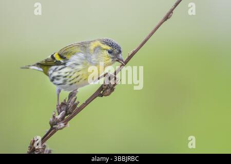 Eurasischer Siskin - Erlenzeisig - Carduelis spinus, 1. cy männlich, Deutschland, Europa Stockfoto
