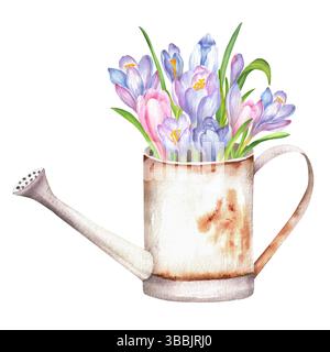 Eine alte metallische Gartenkanne mit violetten, blauen und lilafarbenen Krokussen. Blumenzusammensetzung isoliert. Frühlingsgarten Blumen Clipart. Handgezogenes Wasser Stockfoto