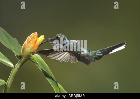 Veilchensabrewing (Campylopterus hemileucurus), weiblich, das während der Fütterung an einer Blume fliegt, Bosque de Paz, Costa Rica, Mittelamerika Stockfoto