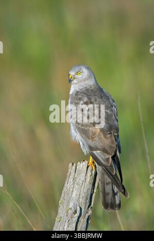 Northern Harrier Circus cyaneus Floodwood, St. Louis County, Minnesota, Vereinigte Staaten 26. Juni Erwachsene männliche Accipitridae Stockfoto