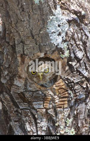 Mountain Pygmy Owl Glaucidium gnoma Huachuca Mountains, Cochise County, Arizona, Vereinigte Staaten 4. Juni Erwachsener verlässt das Nestloch. Strigidae Stockfoto
