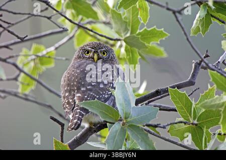 Northern Pygmy-Owl Glaucidium gnoma gnoma Patagonia Mountains, Santa Cruz County, Arizona, Vereinigte Staaten 5 Dezember Erwachsene Strigidae auch bekannt als Mountain Pygmy Stockfoto