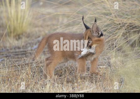 Caracal (Caracal caracal) Jungtier mit Haussperling (Passer domesticus), Kastilien-La Mancha, Spanien, Europa Stockfoto