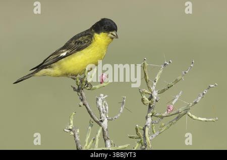Kleiner Goldfinch (Spinus psaltria) männlich, Texas, USA, Nordamerika Stockfoto