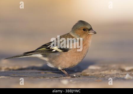 Buchfink - Fringilla coelebs ssp. Coelebs, Spanien, männlich, Europa Stockfoto
