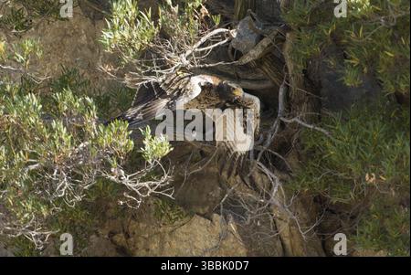 Verreaux's Eagle (Aquila verreauxii) fliegen, Südafrika, Afrika Stockfoto