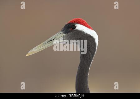Detail Porträt von Japan Kran, rote Kappe. Kunstansicht auf Vogelportrait. Rot-gekrönter Kranich, Grus japonensis, Kopfportrait mit weißem und Rückengefieder, Sieg Stockfoto