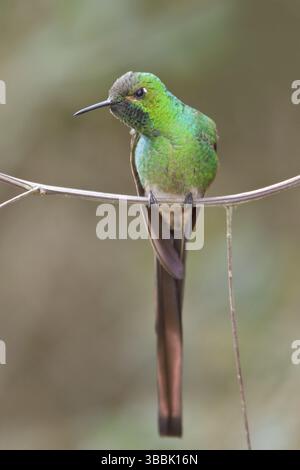 Rotschwanzkomet (Sappho sparganura) thront auf einer Zweigstelle in Bolivien, Südamerika Stockfoto
