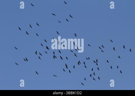 Afrikanische Openbill (Anastomus lamelligerus) Herdenfliegen, Chobe, Botswana, Afrika Stockfoto