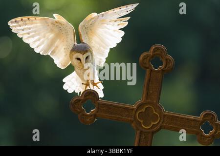Westscheeheule (Tyto alba) landet auf einem Grabkreuz auf einem Friedhof in Niedersachsen, Deutschland, Europa Stockfoto