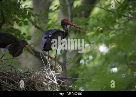 Schwarzstorch (Ciconia nigra) Nest, Sachsen, Deutschland, Europa Stockfoto