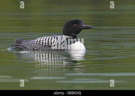 Great Northern Loon (Gavia immer), Alberta, Kanada, Nordamerika Stockfoto